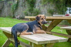 Alexander Rose Pine Farmers Garden Table 1.9m -Garden Outdoor Shop alexander rose pine farmers garden table lifestyle 1 15215.1627976288